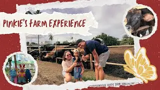 Pinkie&rsquo;s Farm Experience with calves&rsquo; bottle-feeding!