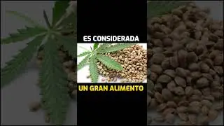 La semilla de marihuana es considerada un gran alimento😱