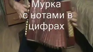 Мурка с нотами в цифрах