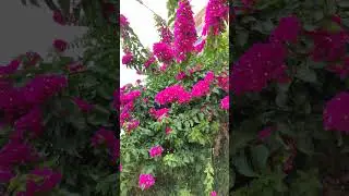 Лето Summer #sea #отдых #deniz #турция #travel #море #flowers #walk #набережная