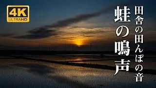 アマガエルの鳴声 田舎の田んぼ【睡眠用BGM│自然音】初夏の夕暮れ【Reluxing Nature Sound BGM】