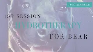 Bear Hydrotherapy- 1st Session