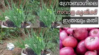 സവാള കൃഷി ഗ്രോബാഗിൽ|Onion farming in grow bag or pot| malayalam 