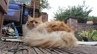ASMR | Sleeping Cat & Garden Chores | VLOG