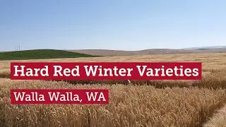 Hard Red Winter Wheat Varieties in Walla Walla, WA