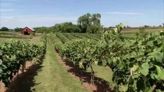 Iowa Wine: America's Heartland