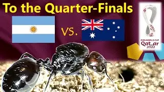 World Cup 2022 Predictions ⚽ Argentina vs Australia 🐜 Guessing Queen Ant - Round of 16