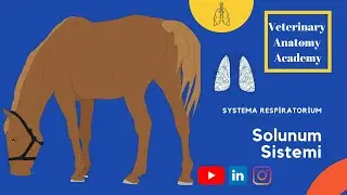 Solunum Sistemi (Systema Respiratorium)