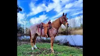 Red Roan Tennessee Walking Gaited Trail Horse For Sale