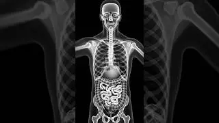 How You Swallow Food Without Choking😲#animation #digestiveprocess #shorts #facts