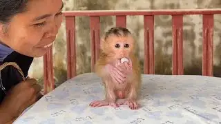 Mom Big Smile To Train Baby Ronaldo To Learn Use Baby Pacifier