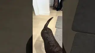 Моя собака научилась открывать наш мусорный бак с датчиком движения🤣 #умнаясобака #ретривер #соба...