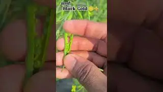 Black Gold