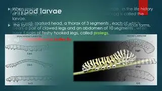 LARVAE,TYPES OF LARVAE,Example of different types of larvae