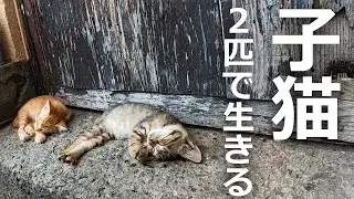 子猫の母猫がいない⁉兄弟で生きて行くその結果