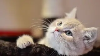 Why Is My Cat Panting?🐾💬