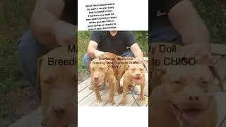 What they don&rsquo;t want you to know who save GR CH MACHOBUCK future #grchmachobuck #gamedogs