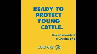 Bovilis MH + IBR - Protect your weaners from respiratory diseases