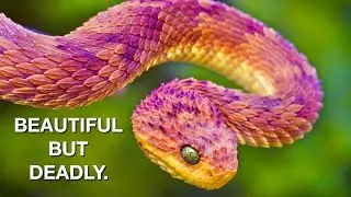 Bush Vipers: Beautiful but Deadly