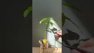 Pruning avocado plant | Seedor - Plant aesthetic store