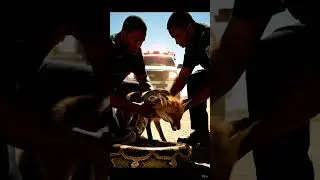 Brave Cops Rescue a Fox in Danger 🦊🔥👮 ♂️