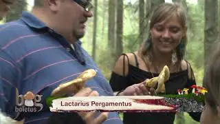 O incursiune &icirc;n lumea ciupercilor, cu trupa OM, la Big Boletus