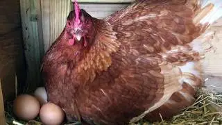 Small Notes from the Chook Pen with Garry Davidson