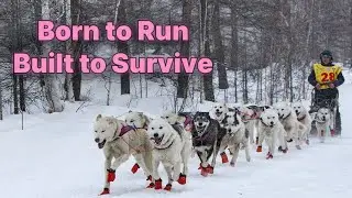 The Husky: Born to Run, Built to Survive || 4K