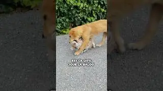Chien et chat : jeu ou pas ?