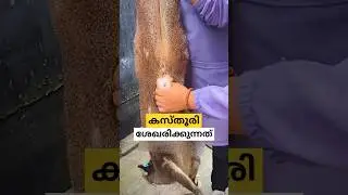 കസ്തൂരി എടുക്കുന്നത് musk deer malayalam shorts
