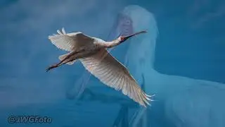 AV Magical Marievale 2019 HD