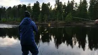 Летняя рыбалка на окуня Тарко-Сале.ЯНАО.