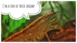 Bamboo Shrimp: A Beginner's Thoughts