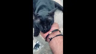 Petting a cute free roaming cat. Cute cat video. #cat #catvideos