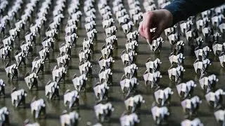 Preparing the Beagles &ndash; Beagle Street Release The Pounds