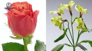 Flower Trends Forecast 2018: Folk Art Reinvented with Golden Flowers