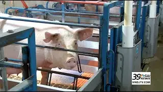 California law on pig farming sparks debate over animal welfare