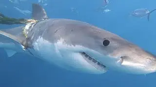Shark entangled in rope - May 15th 2019