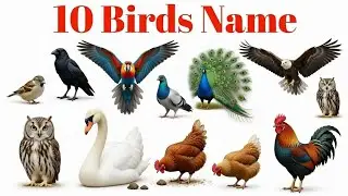 Learning Birds for Kids | Birds Name with Pictures | Kids Educational For Kids Video