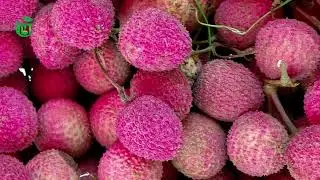 Litchi peel extract
