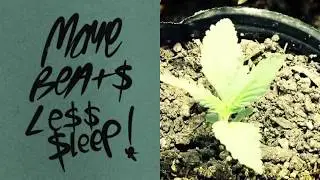 Skunky Bumps [[ The 4/20 Special ]] (The Best 420 LoFi Beattape)