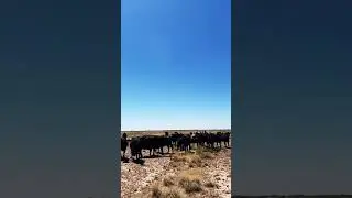Asking favors... #funny #Ranching #New Mexico #Lea County #real life