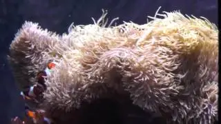 Seattle 2016 Vlogs - Seattle Aquarium pt4 - Tons of Color!/Shag Carpet of the Sea