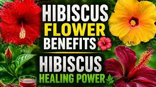 Ornamental shrubs Hibiscus rosa-sinensis | China Rose | Shoe Flower #viralvideo #viral #video 