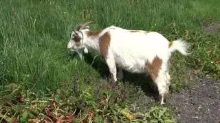 Goats Farm Highlands Of Scotland