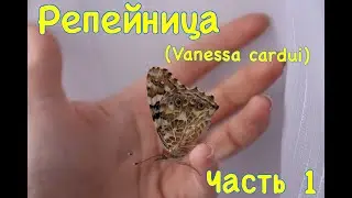 Репейница (Vanessa cardui)