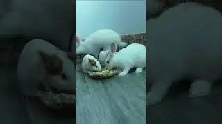 Rabbit and guinea pig  eating breakfast #pet #short #animal
