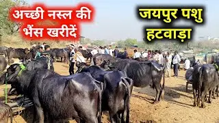 22 मार्च 2025 Jaipur pashu mandi  | jaipur buffalo mandi | jaipur Pashu hatwada | jaipur hatwara