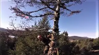 Topping a Dead Grand Fir Tree