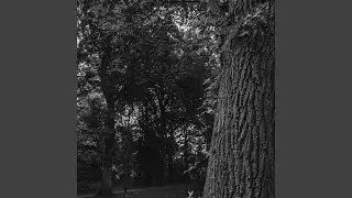 Forgotten Tree